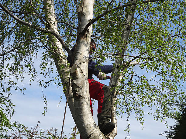 Best Leaf Removal  in Glendive, MT